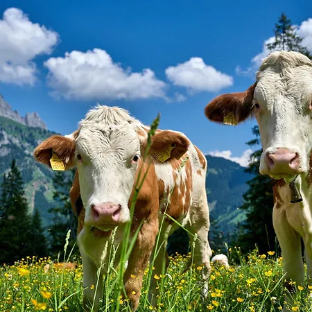 Restaurant Pizzeria Enzian - Sommerbergbahnen Inklusive Tannheim