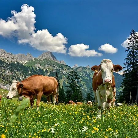 Restaurant Pizzeria Enzian - Sommerbergbahnen Inklusive Tannheim